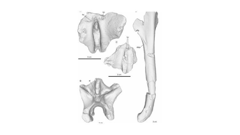 Advanced 3D Fossil Scans Provide Clues to the Origins of Bipedalism in Human Evolution