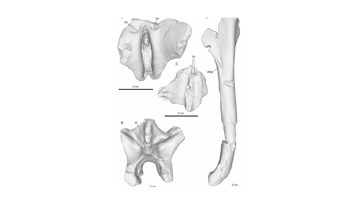 Advanced 3D Fossil Scans Provide Clues to the Origins of Bipedalism in Human Evolution