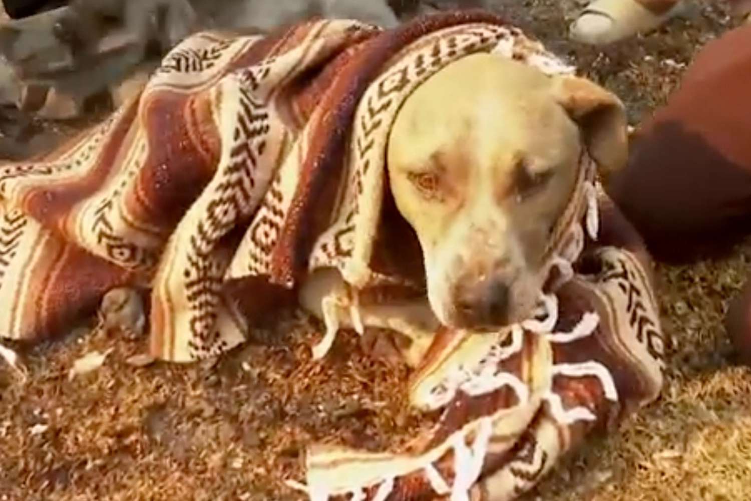 Man Rescues Stray Dog from Neighborhood Destroyed by L.A. Fires